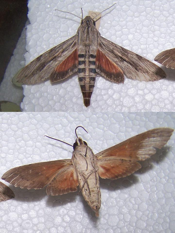 FIGURE 2d FIGURE 2d